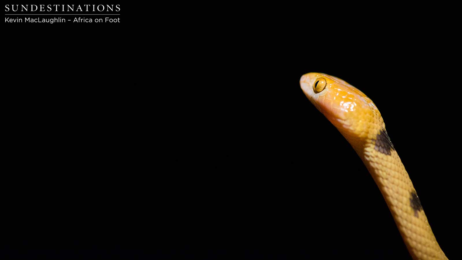 Eastern/common Tiger Snake Eastern/common Tiger Snake