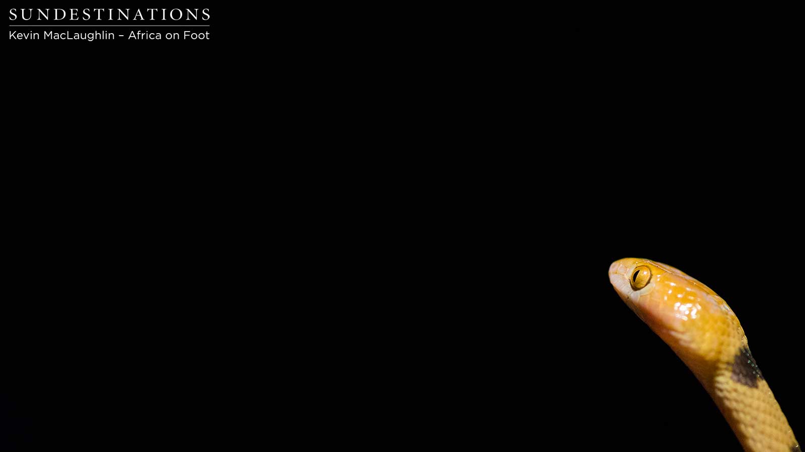 Common Tiger Snake in the Kruger's Klaserie Common Tiger Snake in the Kruger's Klaserie