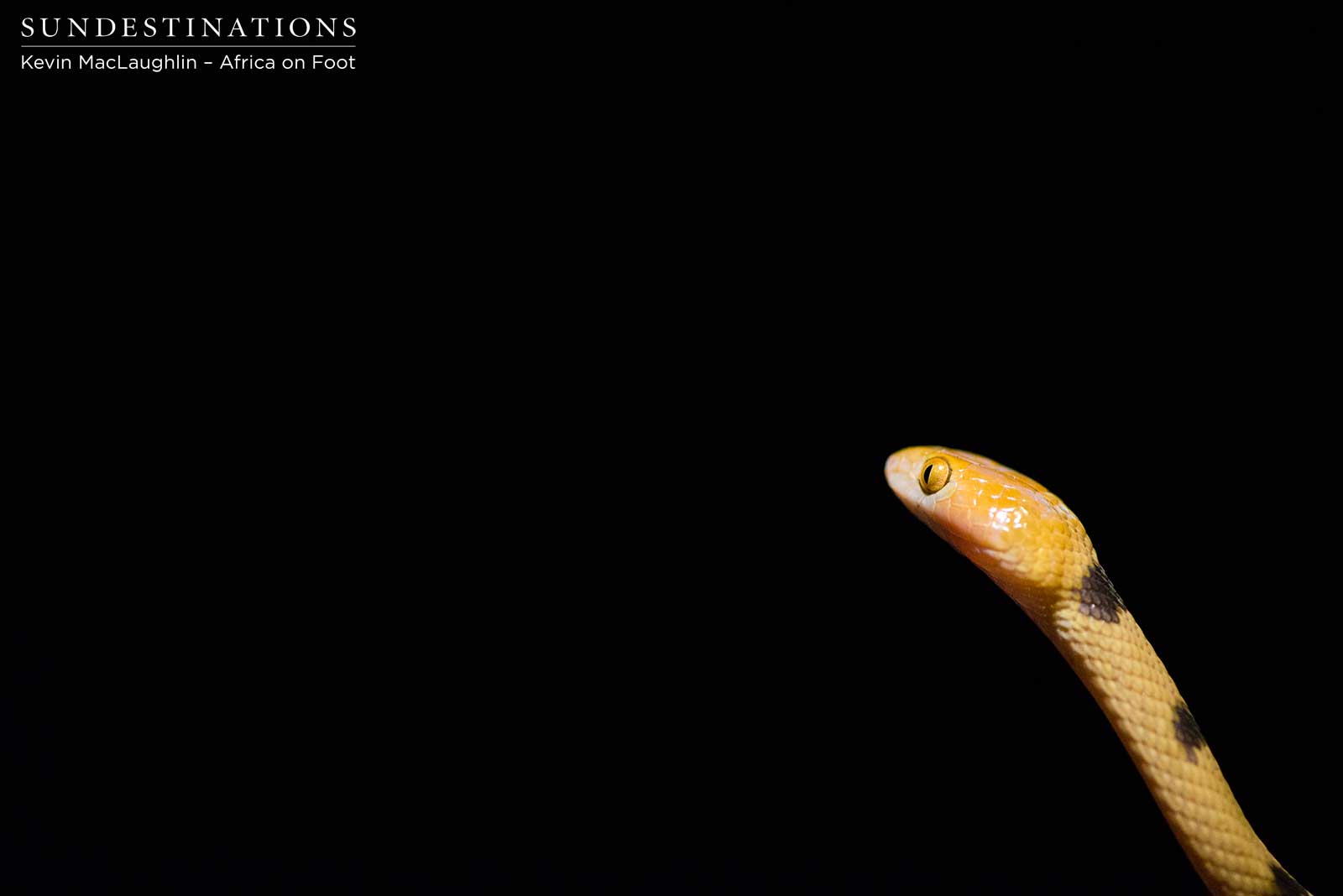 Tiger Snakes in Kruger Tiger Snakes in Kruger