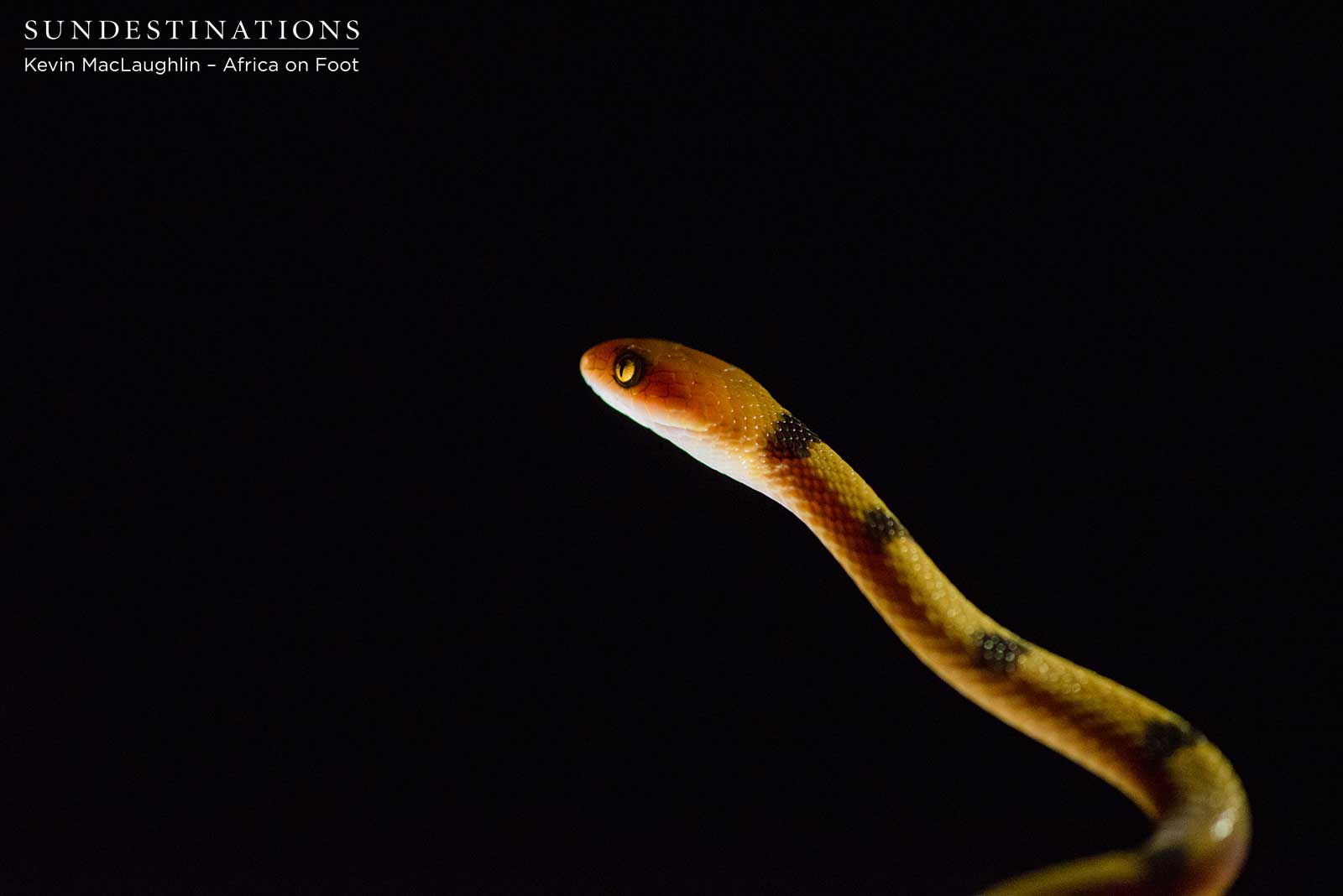 Klaserie Tiger Snake Klaserie Tiger Snake