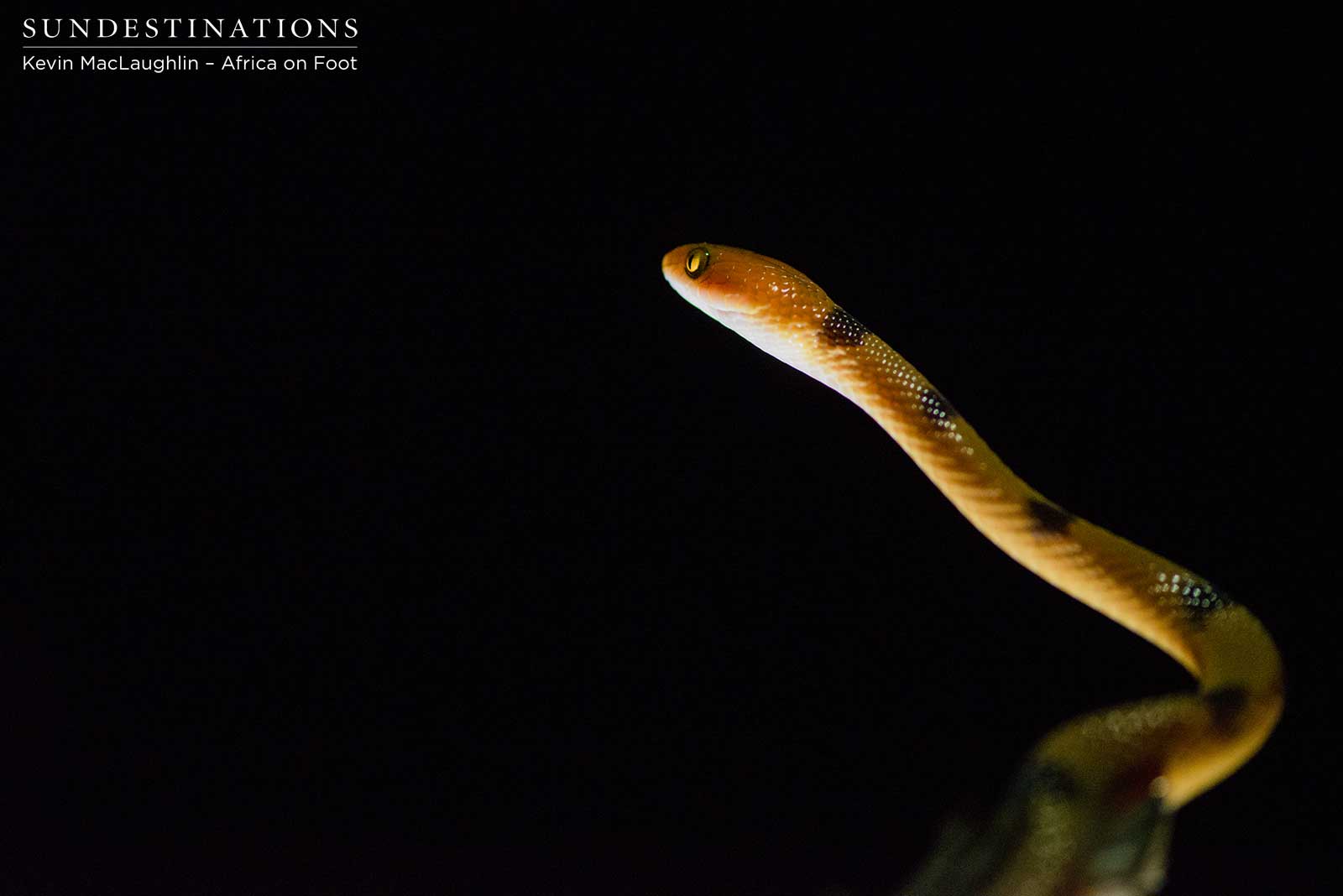 Africa on Foot Tiger Snake Africa on Foot Tiger Snake