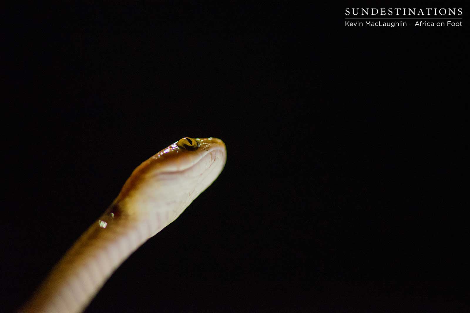 Common Tiger Snake Common Tiger Snake