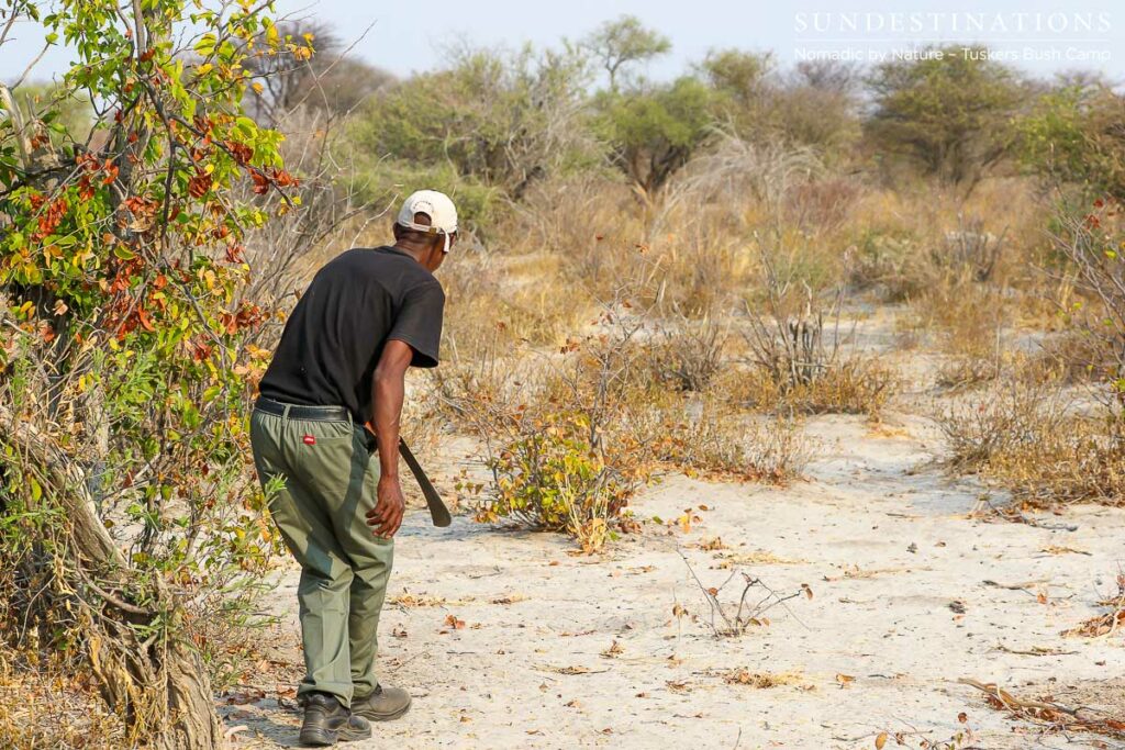 Walking safari at Tuskers Bush Camp Walking safari at Tuskers Bush Camp
