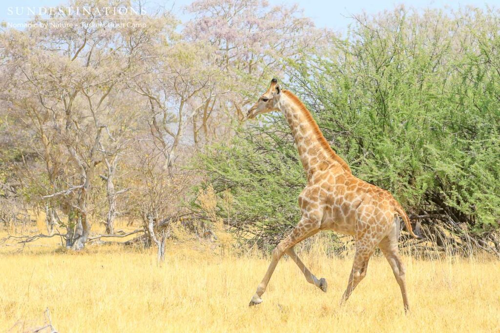 Walking safari at Tuskers Bush Camp Walking safari at Tuskers Bush Camp