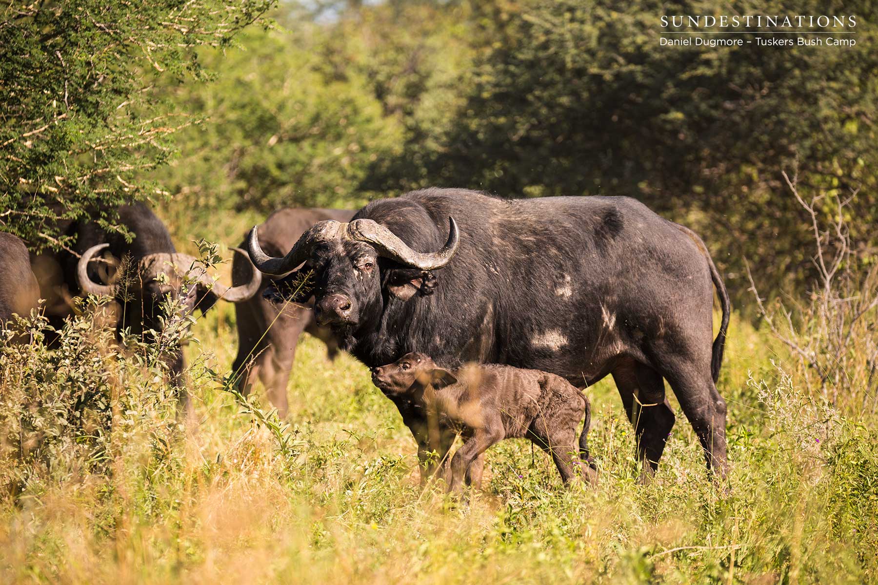 Herd of Buffalo Botswana Herd of Buffalo Botswana