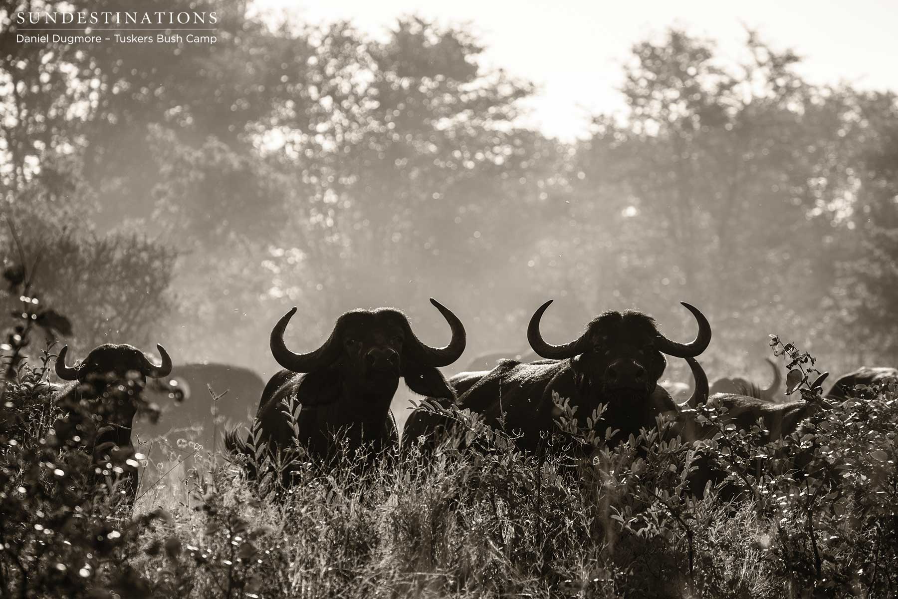 Buffalo in the Light Buffalo in the Light