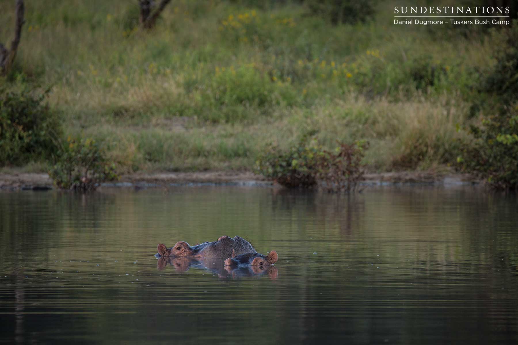 Hippo at Tuskers Hippo at Tuskers