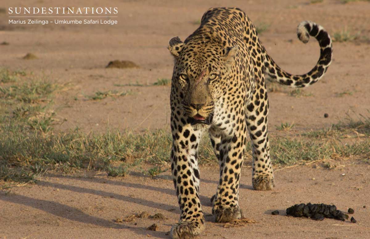 Bicycle Crossing Leopard Bicycle Crossing Leopard