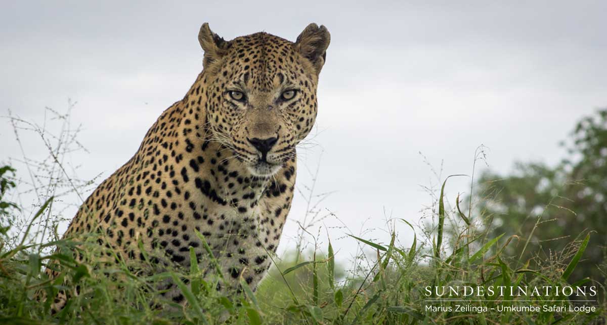 Mxabene - Umkumbe Mxabene - Umkumbe