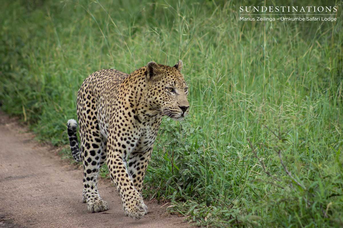Umkumbe Mxabene Walking Umkumbe Mxabene Walking