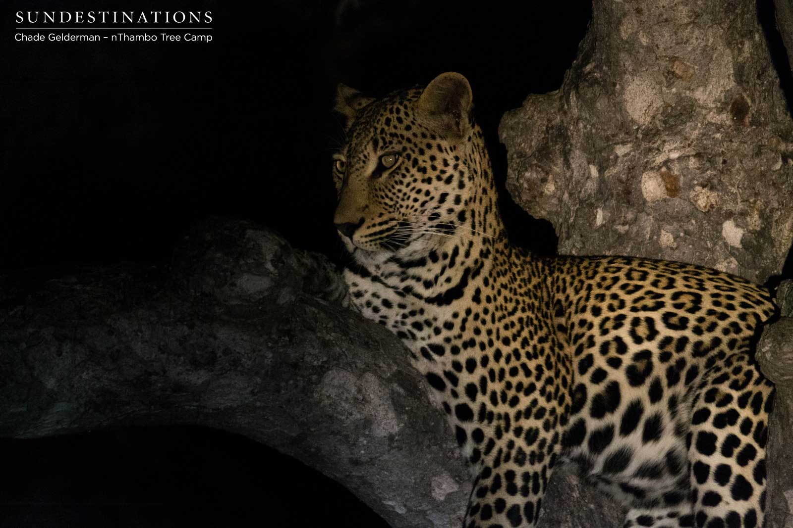 Bundu in a Tree Bundu in a Tree