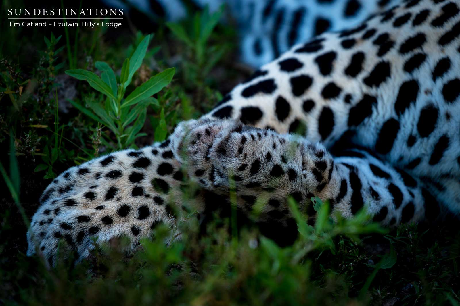 Chavaluthu Leopard Paw Chavaluthu Leopard Paw