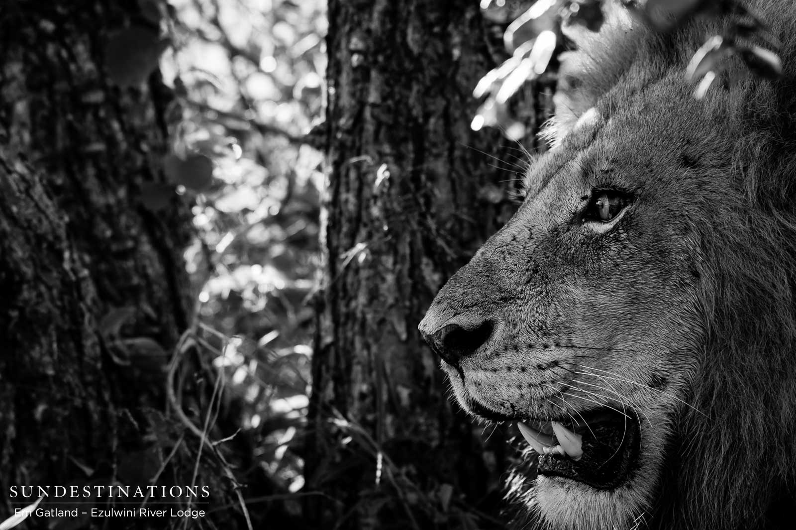 Mohlabetsi Male Lion Mohlabetsi Male Lion