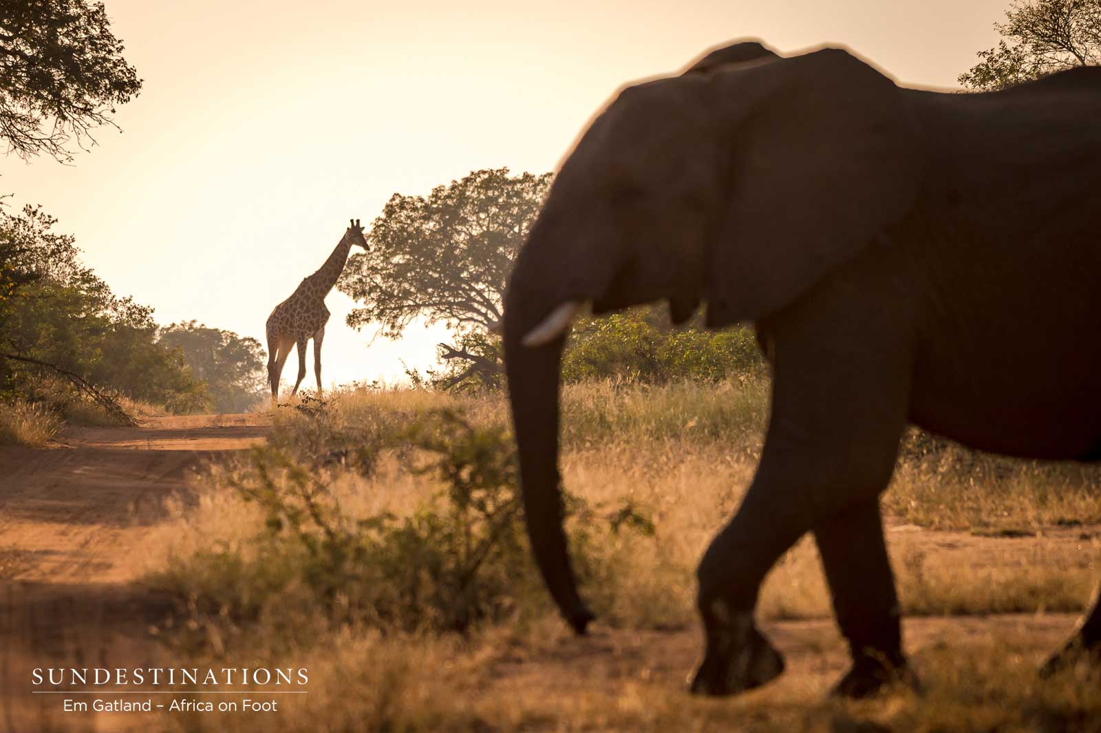 Elephant Klaserie Elephant Klaserie