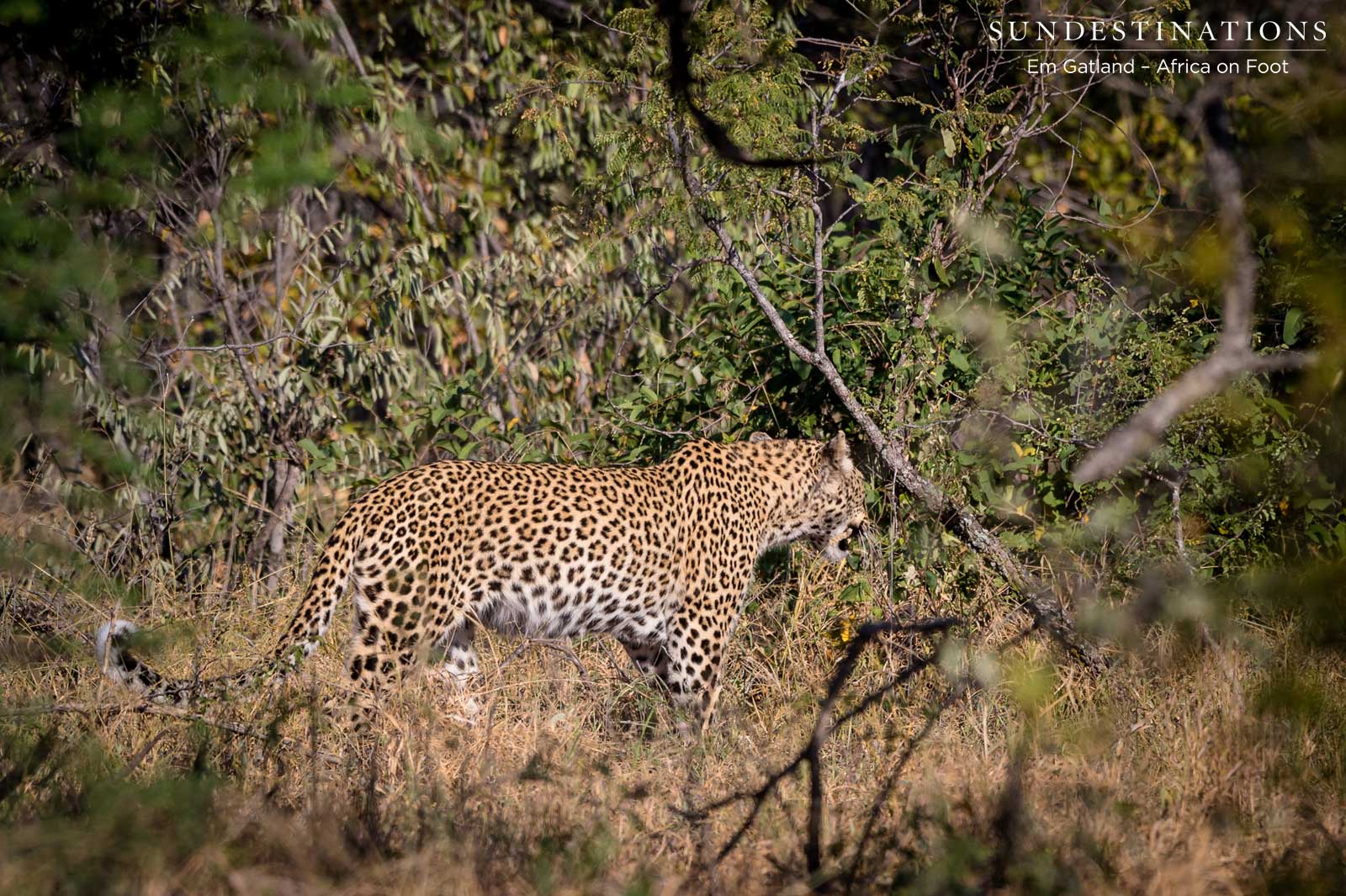 Klaserie Leopards Klaserie Leopards