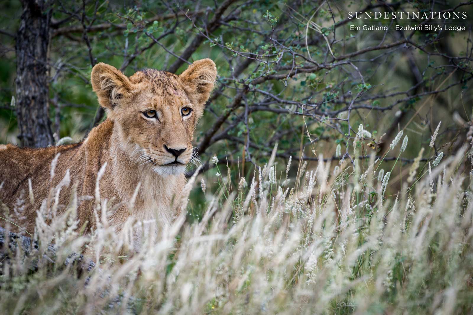 Lion Cubs in Balule Lion Cubs in Balule