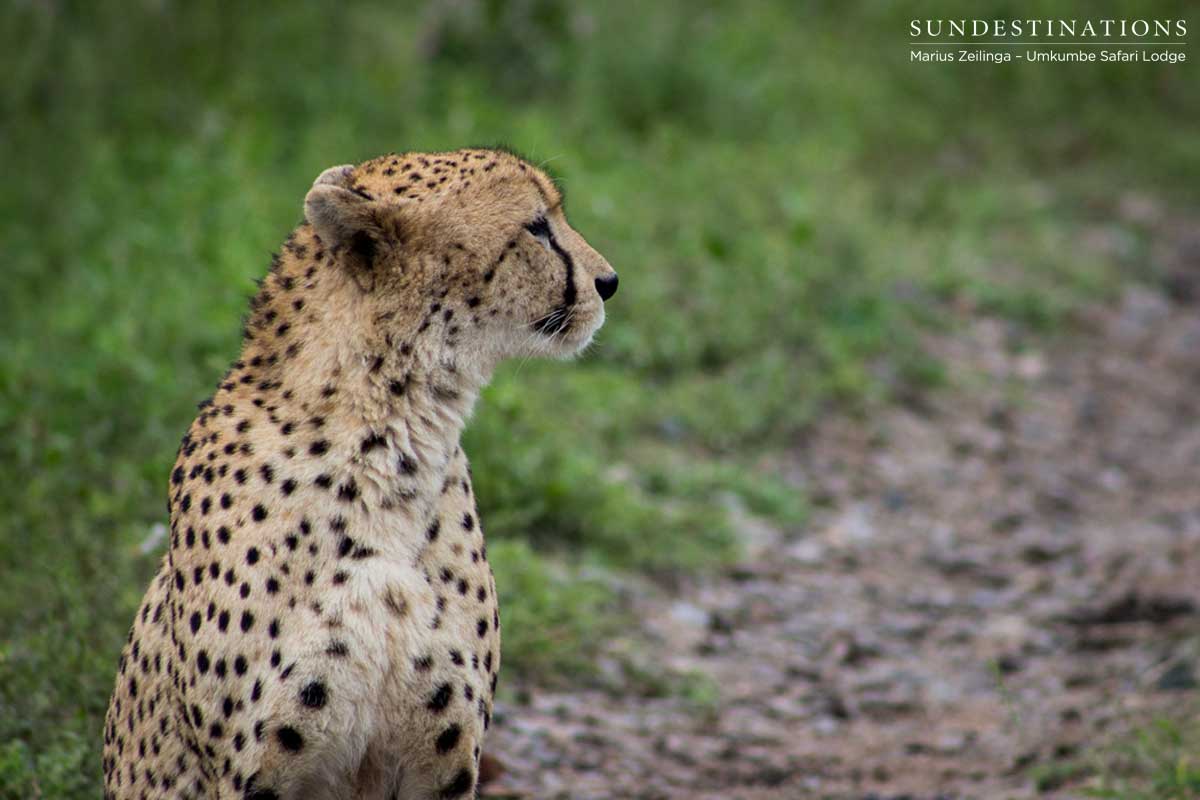 Cheetah at Umkumbe Cheetah at Umkumbe