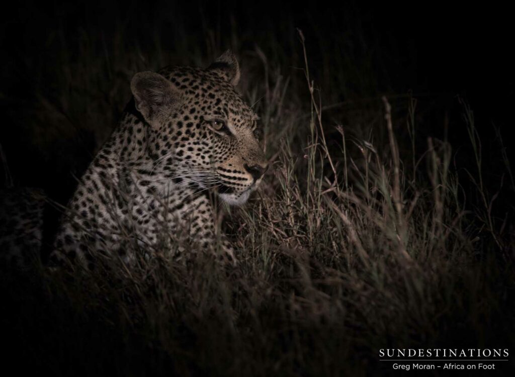 Bundu young male leopard Bundu young male leopard