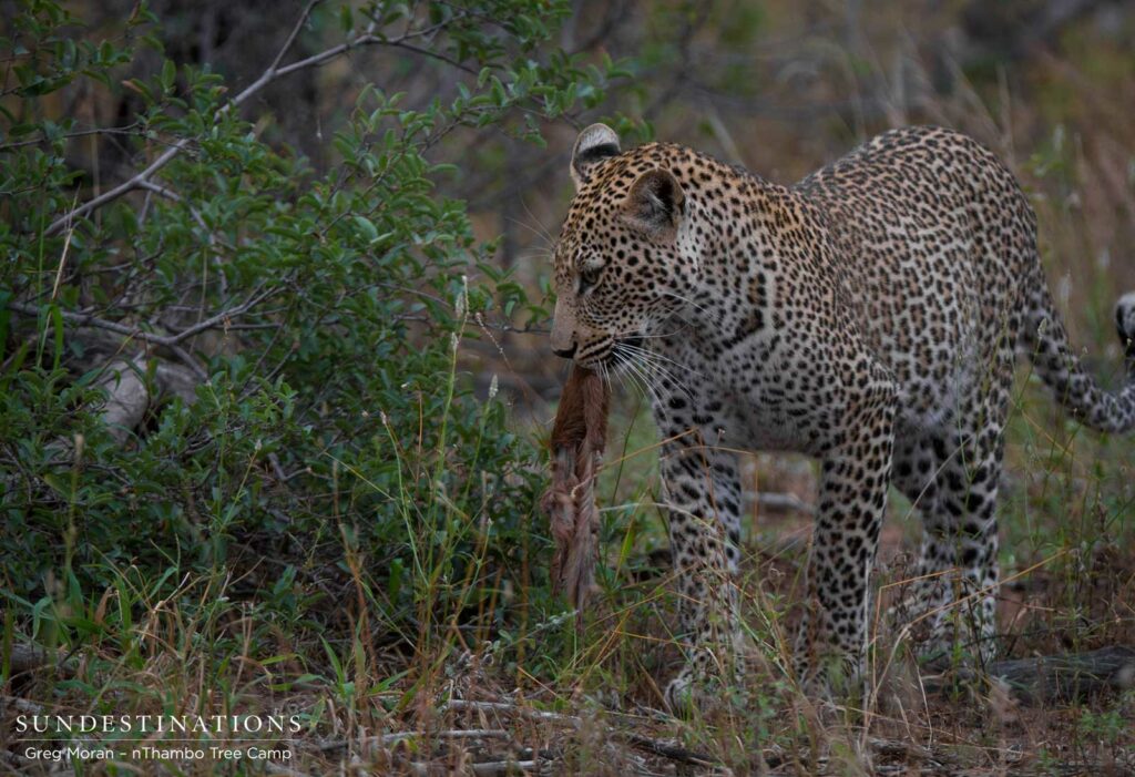 Bundu male leopard Bundu male leopard