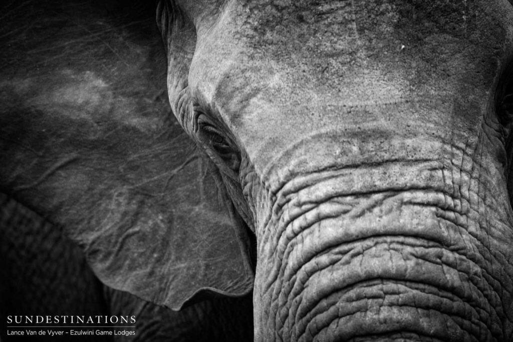 A gentle face of defined wrinkles, up close and personal A gentle face of defined wrinkles, up close and personal