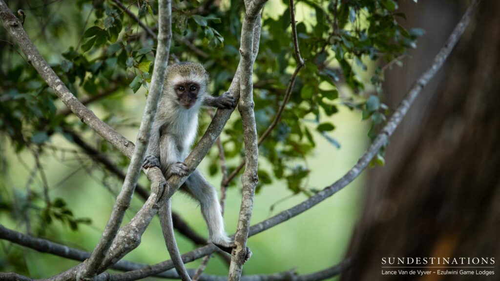 Mischievous yet irresistible - the curious face of a young vervet monkey Mischievous yet irresistible - the curious face of a young vervet monkey