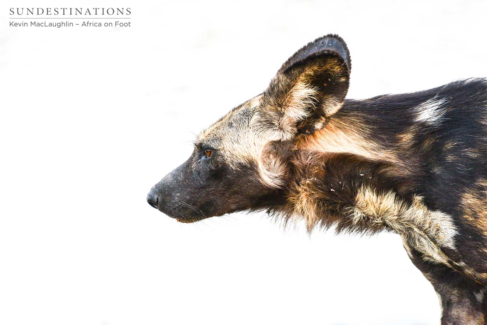 Wild Dogs Africa on Foot Wild Dogs Africa on Foot