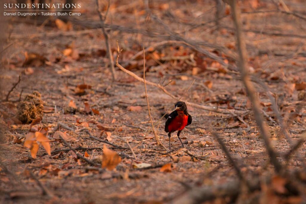 Crimson-breasted shrike Crimson-breasted shrike