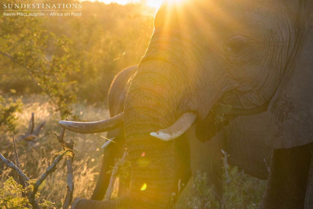 Elephants enjoying the wet weather Elephants enjoying the wet weather