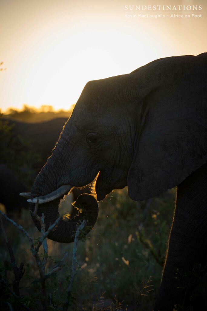 Elephants enjoying the wet weather Elephants enjoying the wet weather