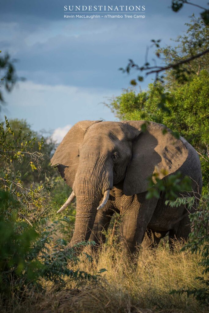 With ears shaped like Africa, a bull elephant gently fanned himself as he took wide strides through the veld With ears shaped like Africa, a bull elephant gently fanned himself as he took wide strides through the veld