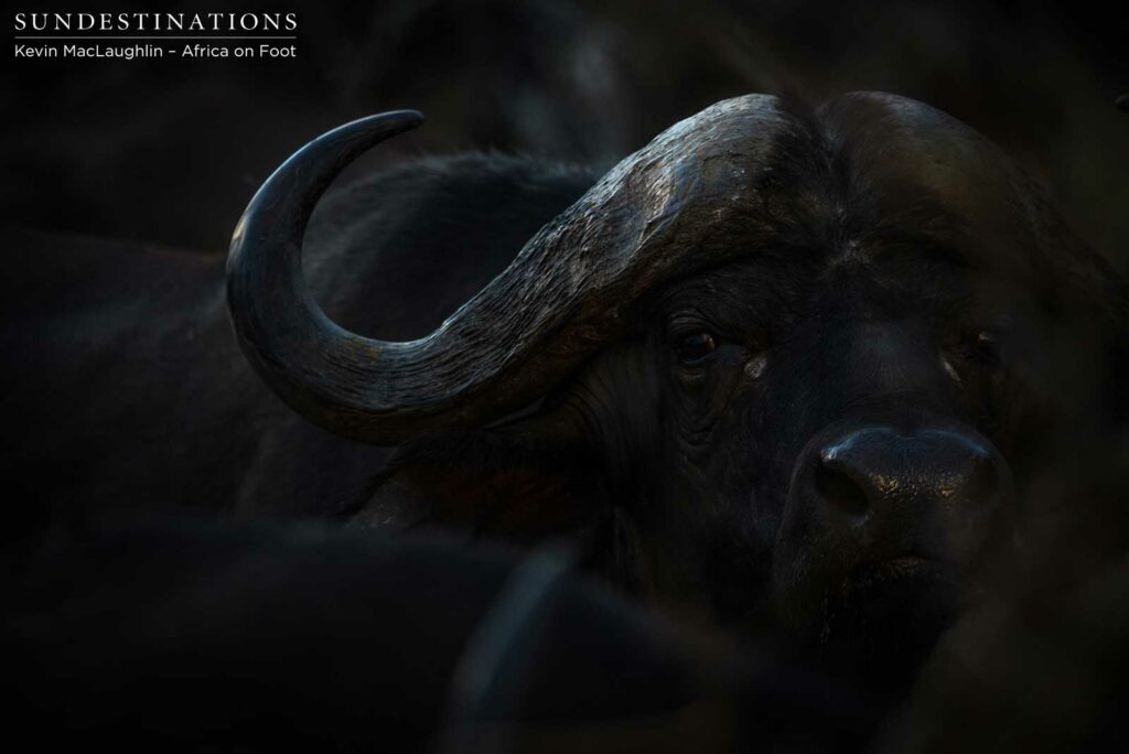 African beast, commanding the respect it deserves as one of the most dangerous members of the bush African beast, commanding the respect it deserves as one of the most dangerous members of the bush