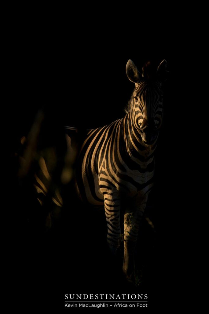 Emerging from the shadows and met by the liquid glow of the sun Emerging from the shadows and met by the liquid glow of the sun