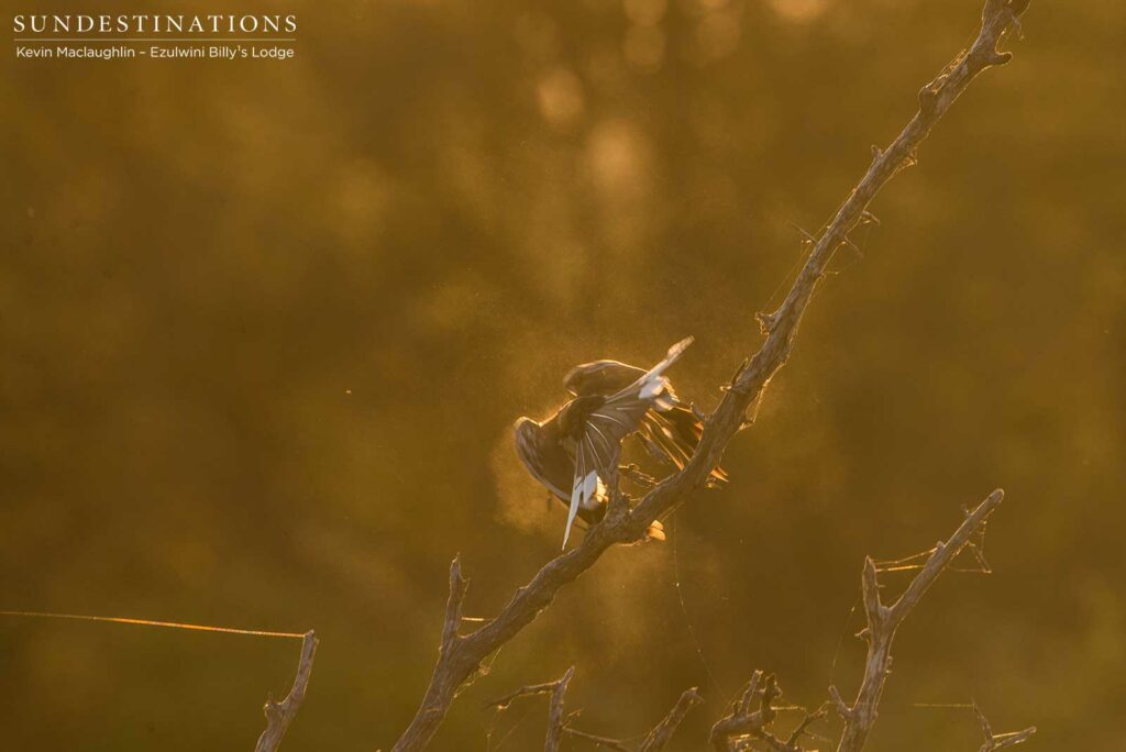 A red-billed hornbill takes off in a cloud of dust A red-billed hornbill takes off in a cloud of dust
