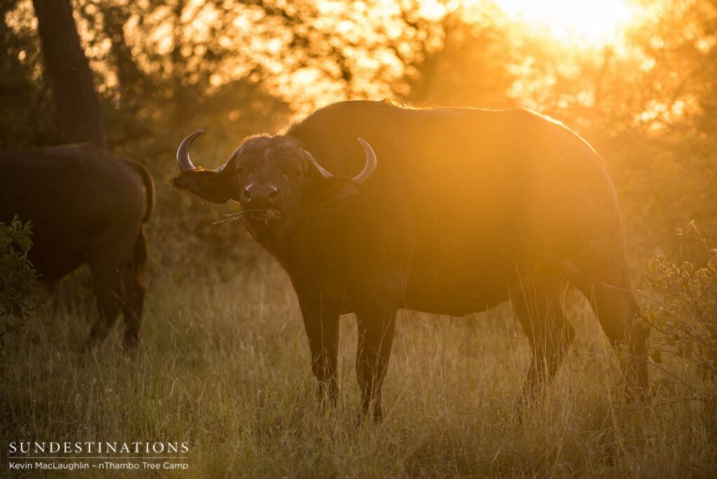 Buffalos in amber light Buffalos in amber light