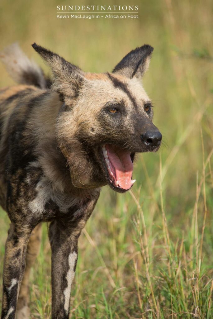 African wild dogs in Klaserie African wild dogs in Klaserie