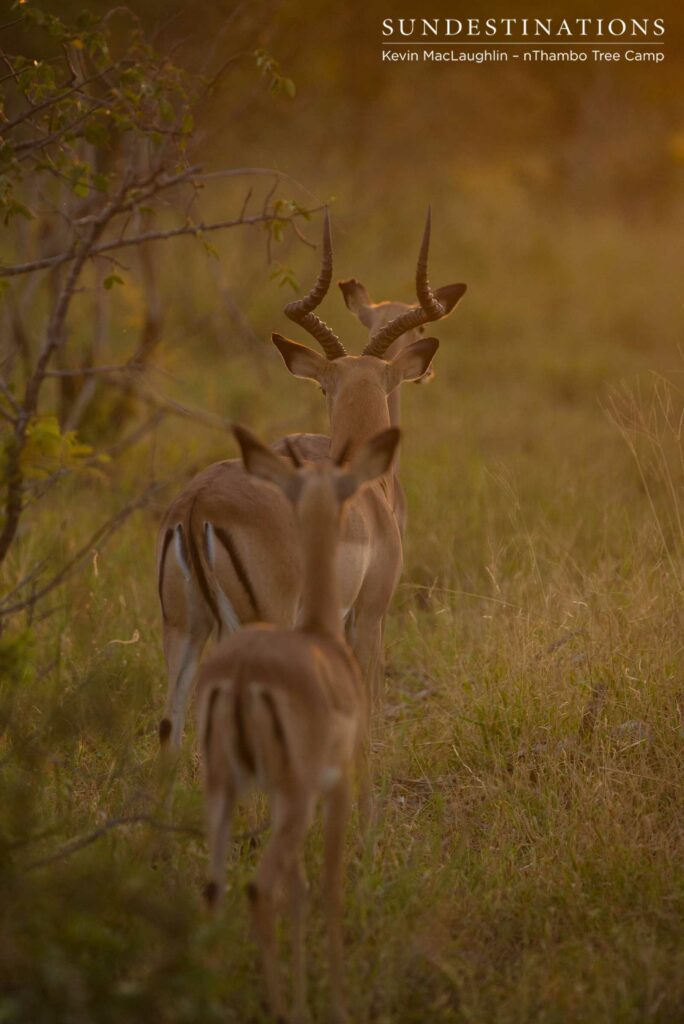 Single file impala procession Single file impala procession