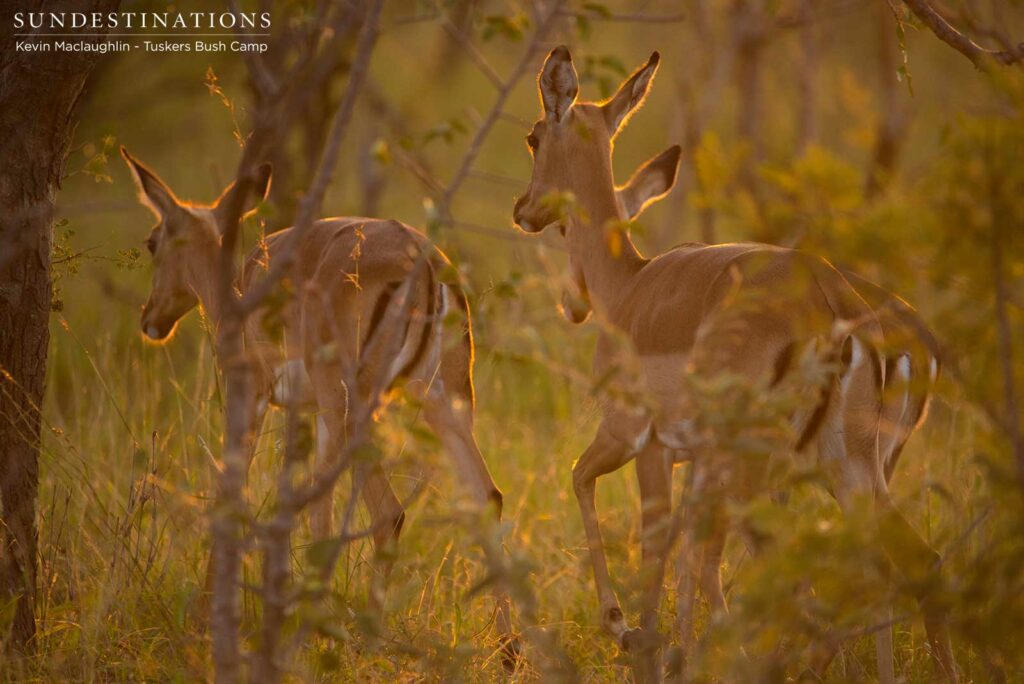 Treading carefully through the early morning veld after a night surviving in the darkness Treading carefully through the early morning veld after a night surviving in the darkness