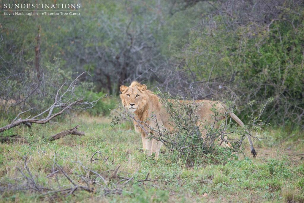 Two unknown male lions at Africa on Foot Two unknown male lions at Africa on Foot