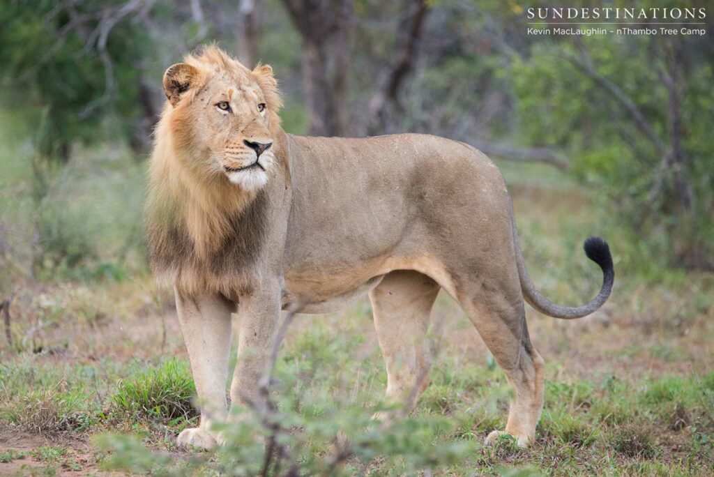 Two unknown male lions at Africa on Foot Two unknown male lions at Africa on Foot