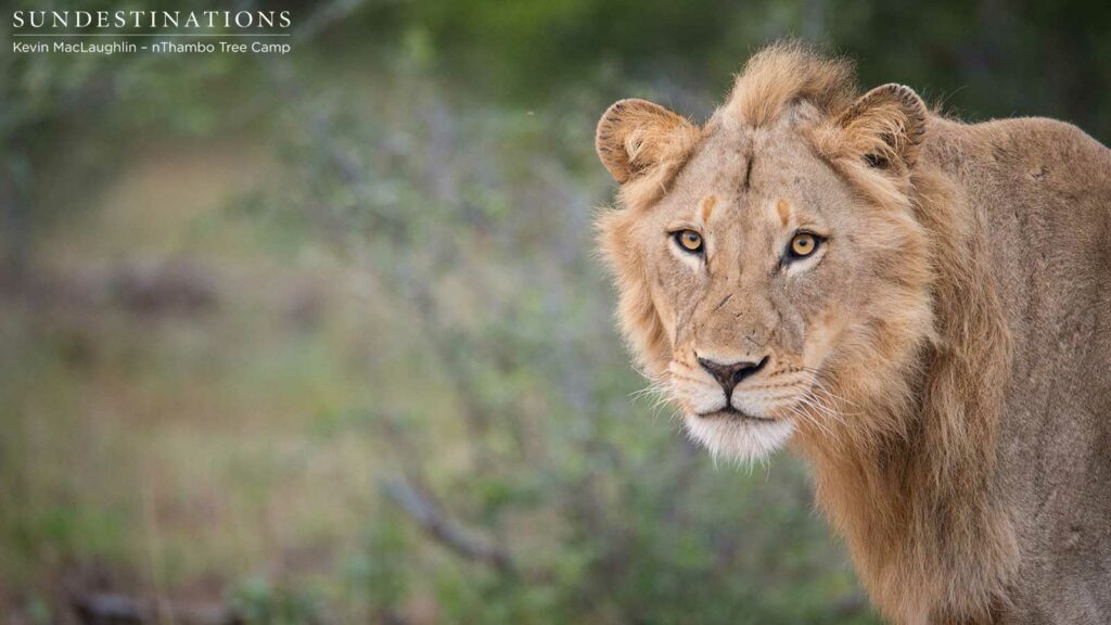 Two unknown male lions at Africa on Foot Two unknown male lions at Africa on Foot