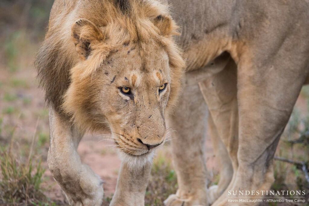 Two unknown male lions at Africa on Foot Two unknown male lions at Africa on Foot