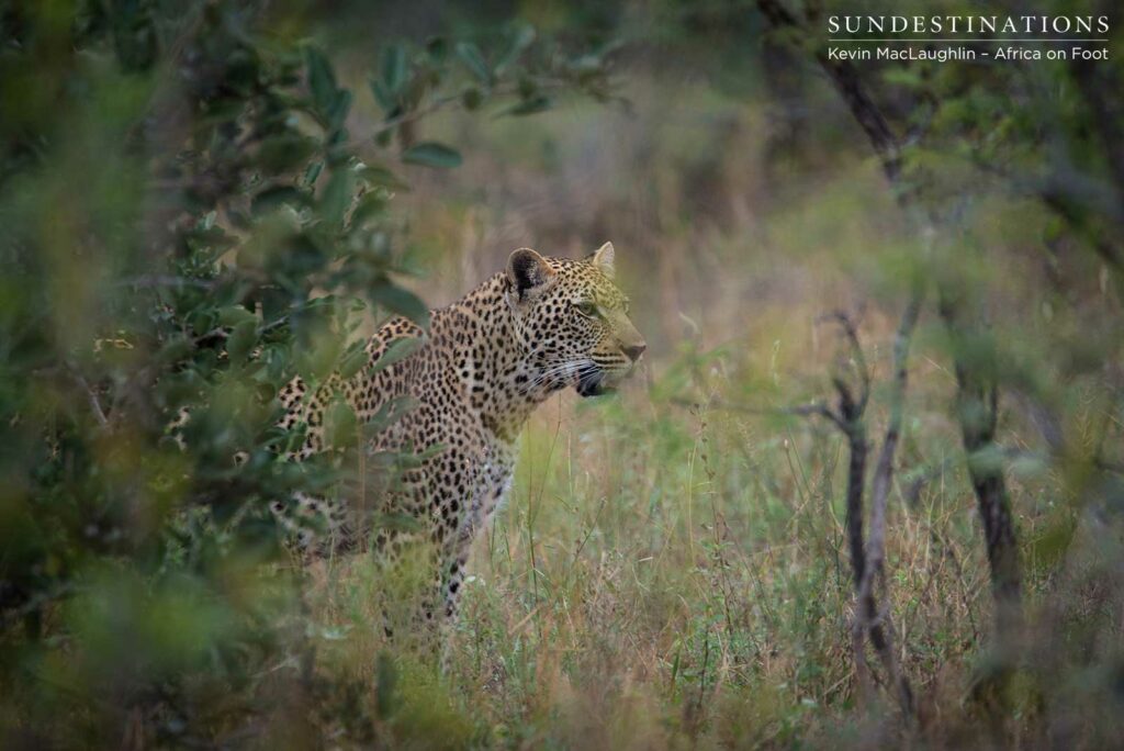 Bundu male leopard Bundu male leopard