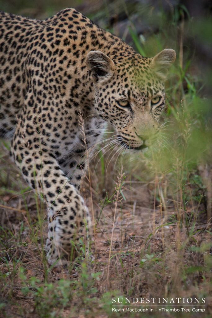 Ross Dam Leopardess Ross Dam Leopardess