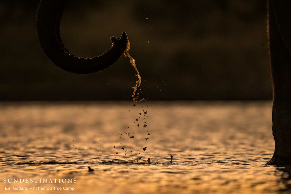 Intricate details at a sunset drinks location shared with elephants Intricate details at a sunset drinks location shared with elephants