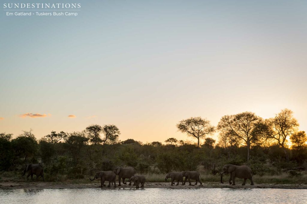 An evening gathering at the edge of a waterhole to share a drink before nightfall An evening gathering at the edge of a waterhole to share a drink before nightfall