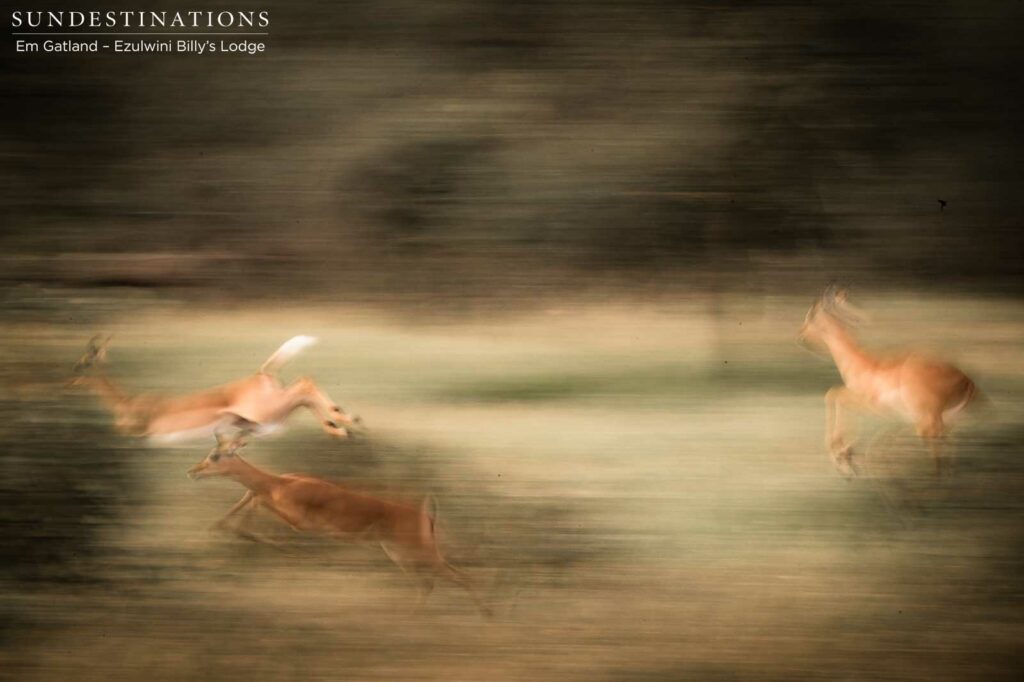 Full speed ahead! The colours of the bush veld are changing from greens to golds - a sure sign winter is coming. Full speed ahead! The colours of the bush veld are changing from greens to golds - a sure sign winter is coming.