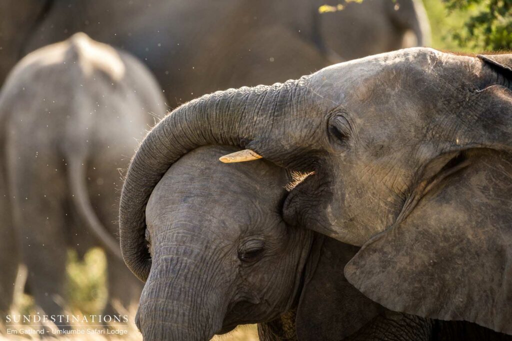 A pair of young elephants kiss and make up A pair of young elephants kiss and make up