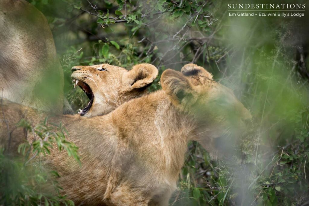 Growing up wild, a pair of lion cubs toughen each other up in preparation for life in the bushveld Growing up wild, a pair of lion cubs toughen each other up in preparation for life in the bushveld