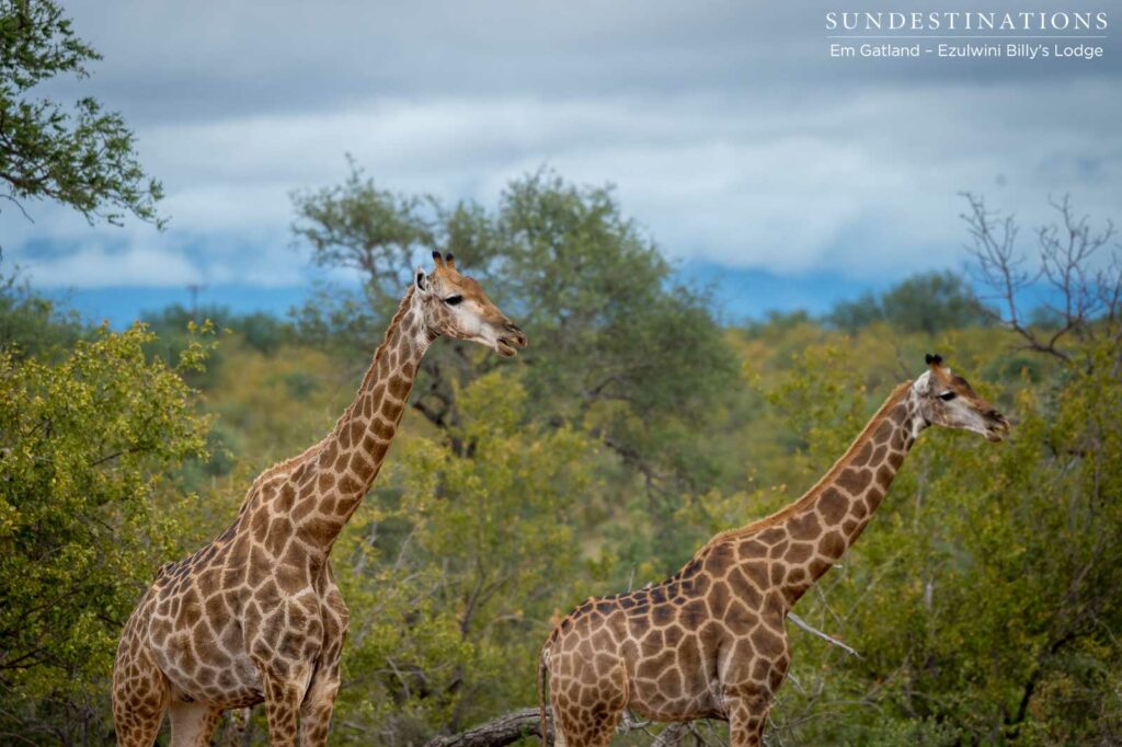 Layers of sky, thicket, and Africa's tallest mammals ambling through the wilderness Layers of sky, thicket, and Africa's tallest mammals ambling through the wilderness