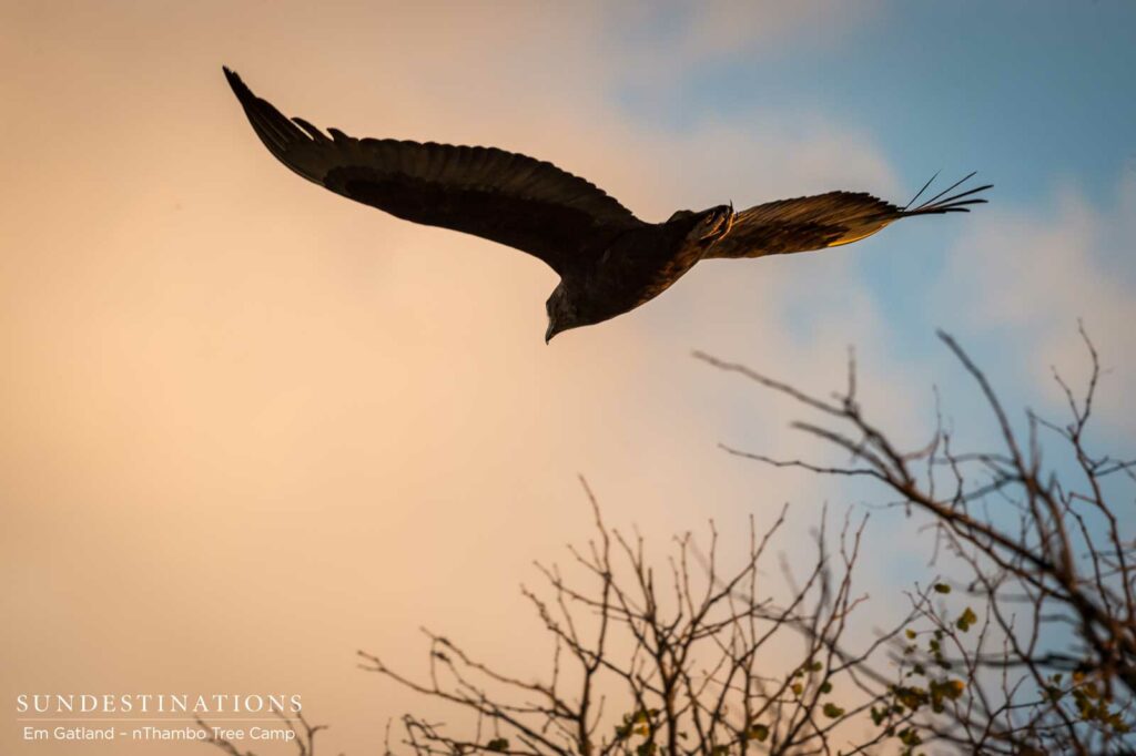 Juvenile bateleur takes flight into the dusky sunset, lifted by the light on its wings Juvenile bateleur takes flight into the dusky sunset, lifted by the light on its wings